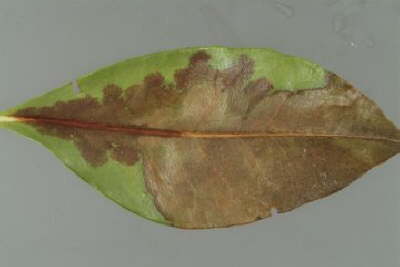 Foliar Host: Bay Laurel Leaf