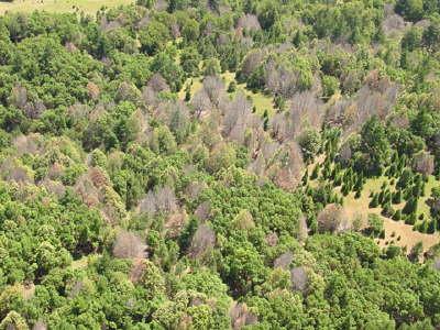 Infected trees, Sonoma Co., 2005