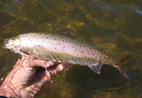 Cutthroat Trout