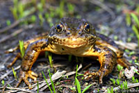 Mtn.Yellow-Legged Frog