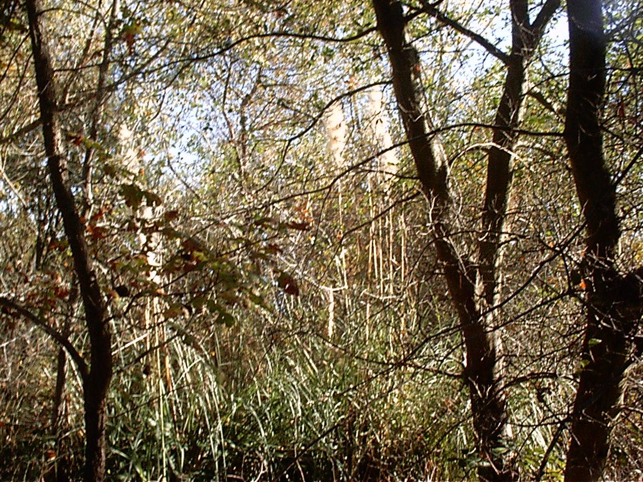 Pampas Grass in creek near Trail