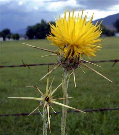 Image of Yellow Starthistle by ag.arizona.edu