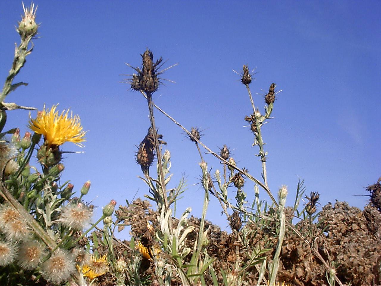 Dried Yellow Starthistle with some still thriving