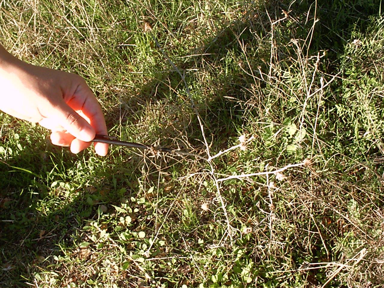 Pointing to Dried Yellow Starthistle near Pleasant Grove Creek Trail, Roseville