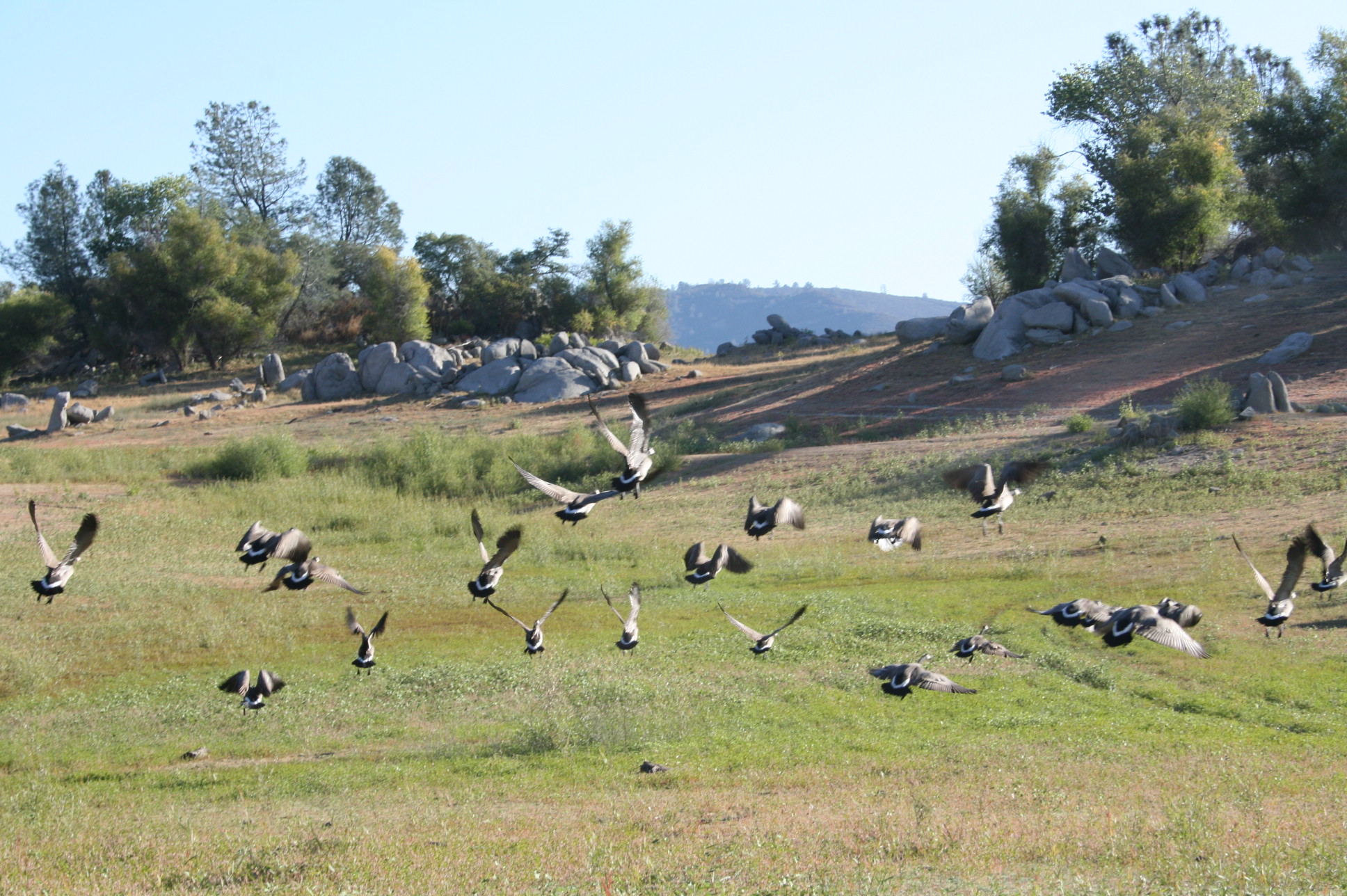 Beek's Bight, Geese