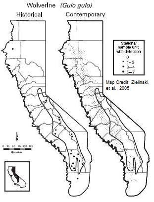 Figure 13 Wolverine Historic and Contemporary Distribution