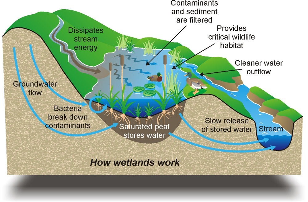 Diagram: How Wetlands Work