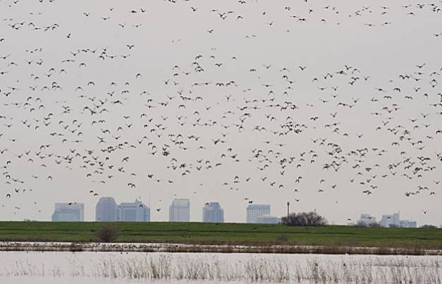 Wetlands Function as Bird Sanctuaries