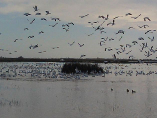 Wetlands Function as Bird Sanctuaries