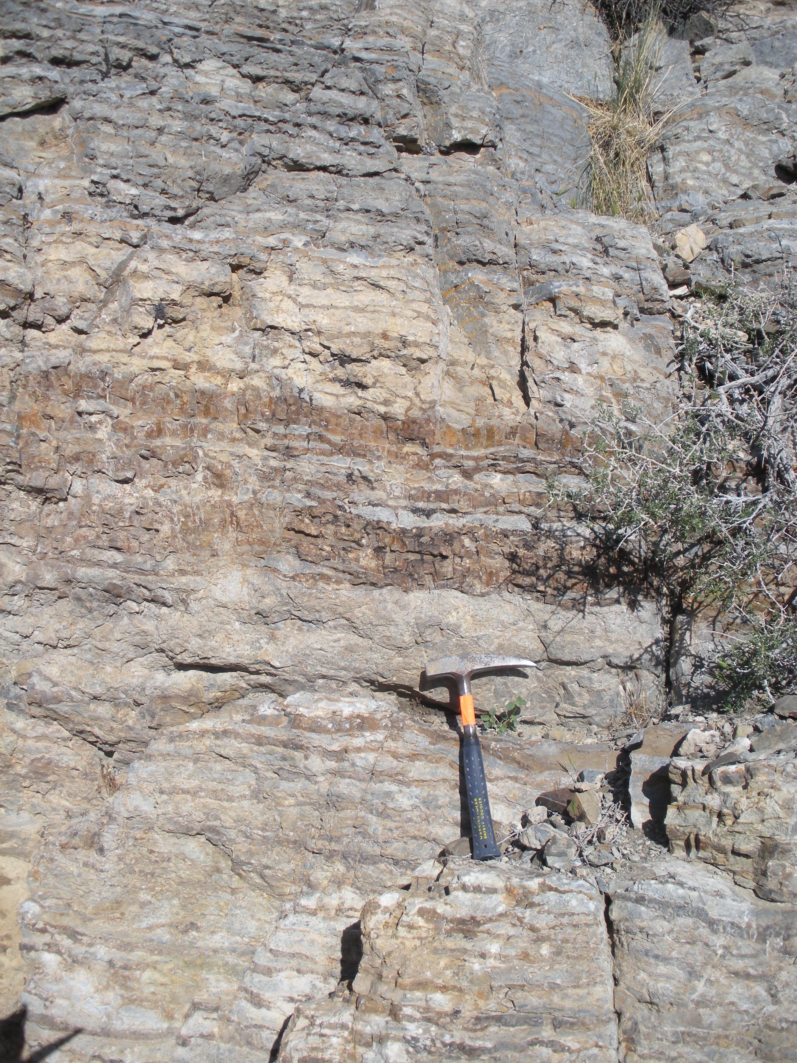 Poleta Formation: