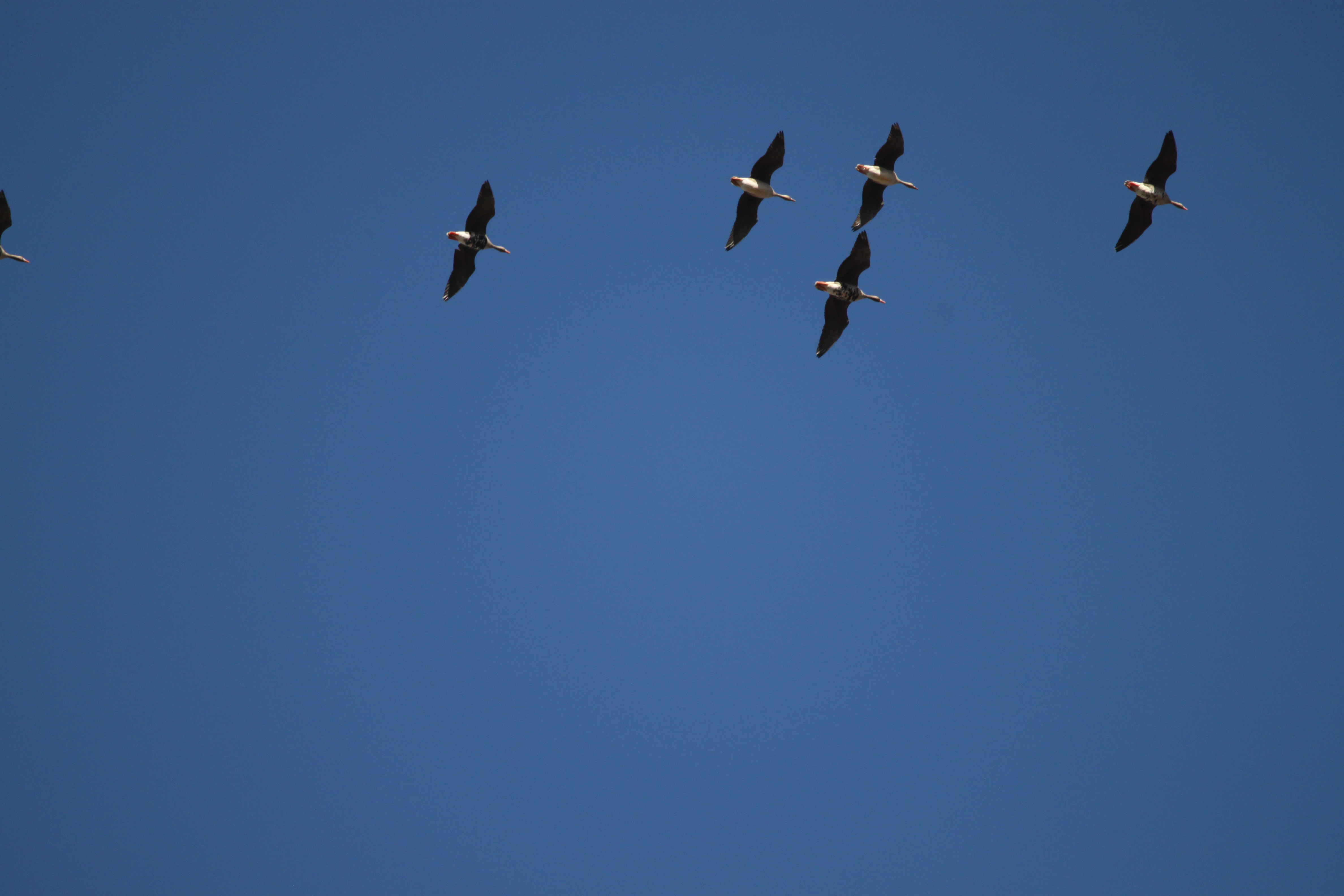 grey geese flying overhead