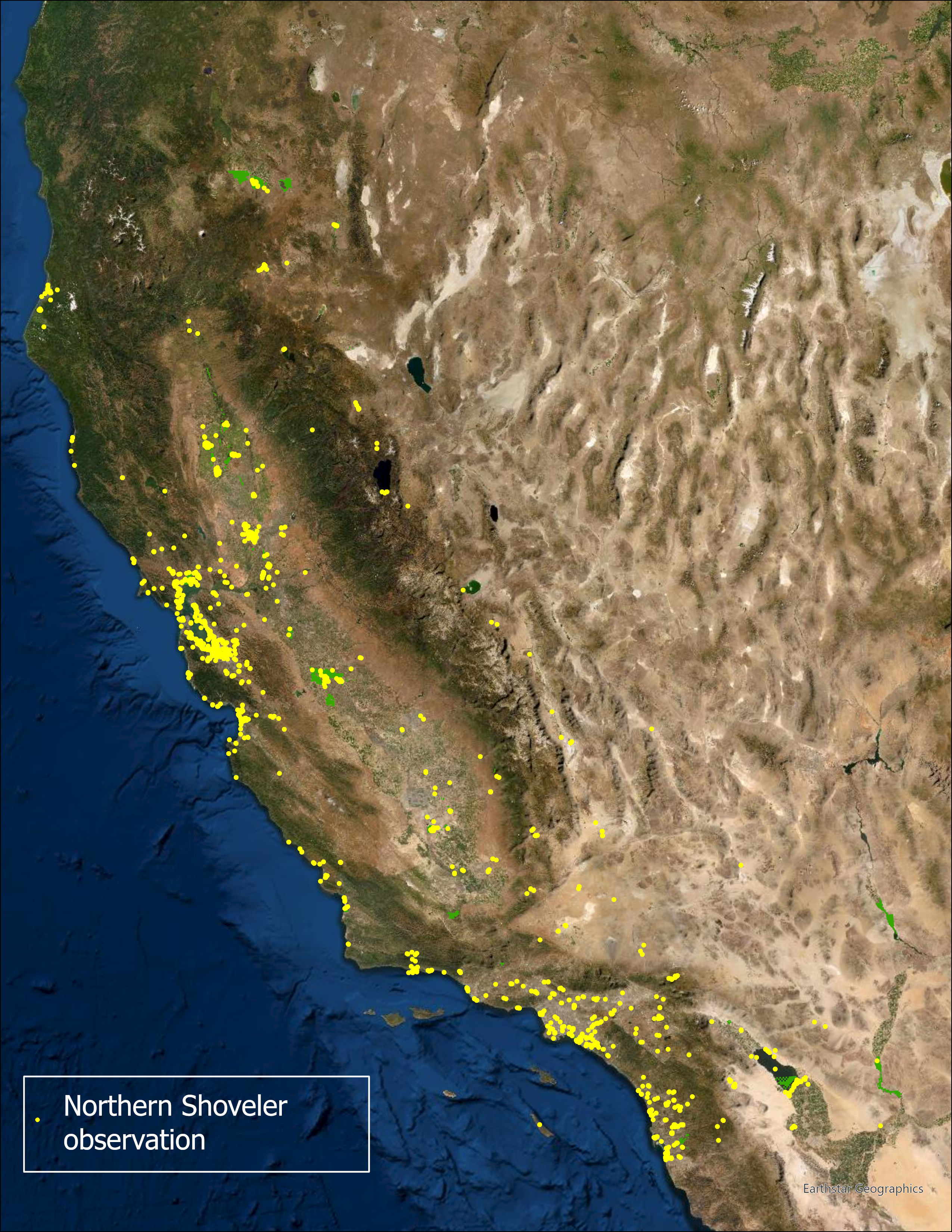 Shoveler observations in California
