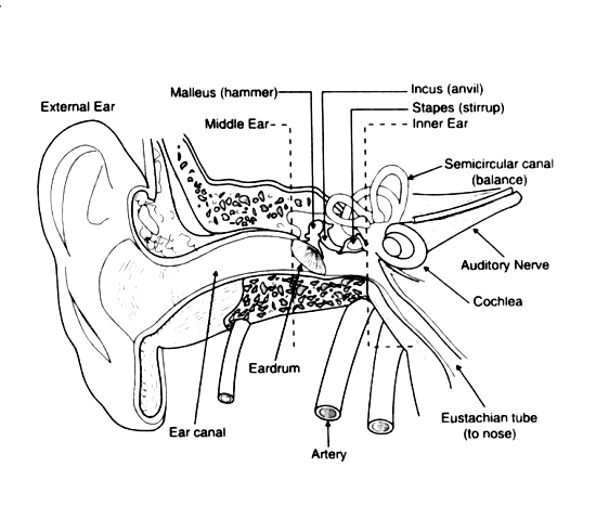 Picture of Inner Ear Including Eardrum, Cochiea and Auditory Nerve