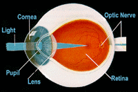Picture of the Anatomy of the Eye